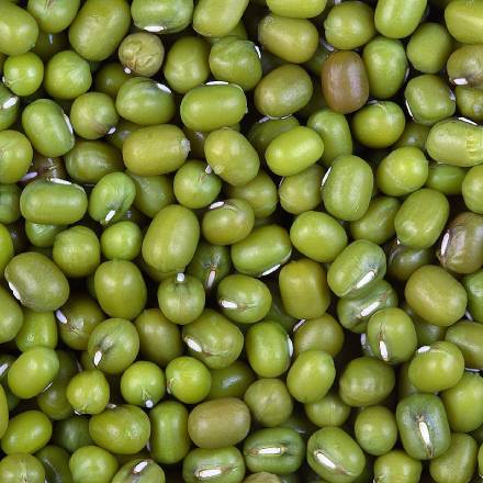 Green Mung Bean